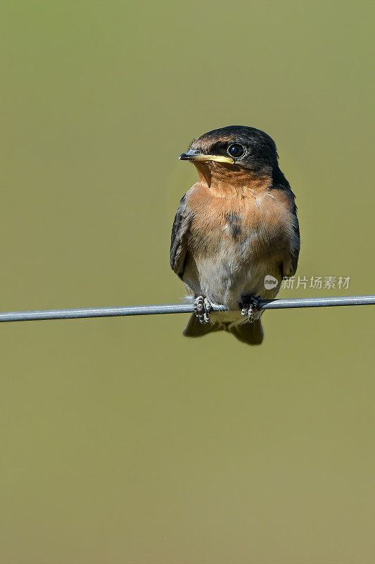 欢迎燕子孵化(Hirundo neoxena)